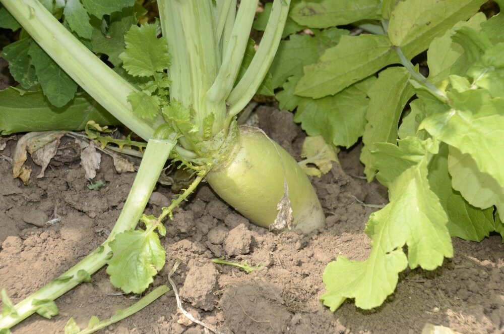 TerraLife® - Rigol TR-6