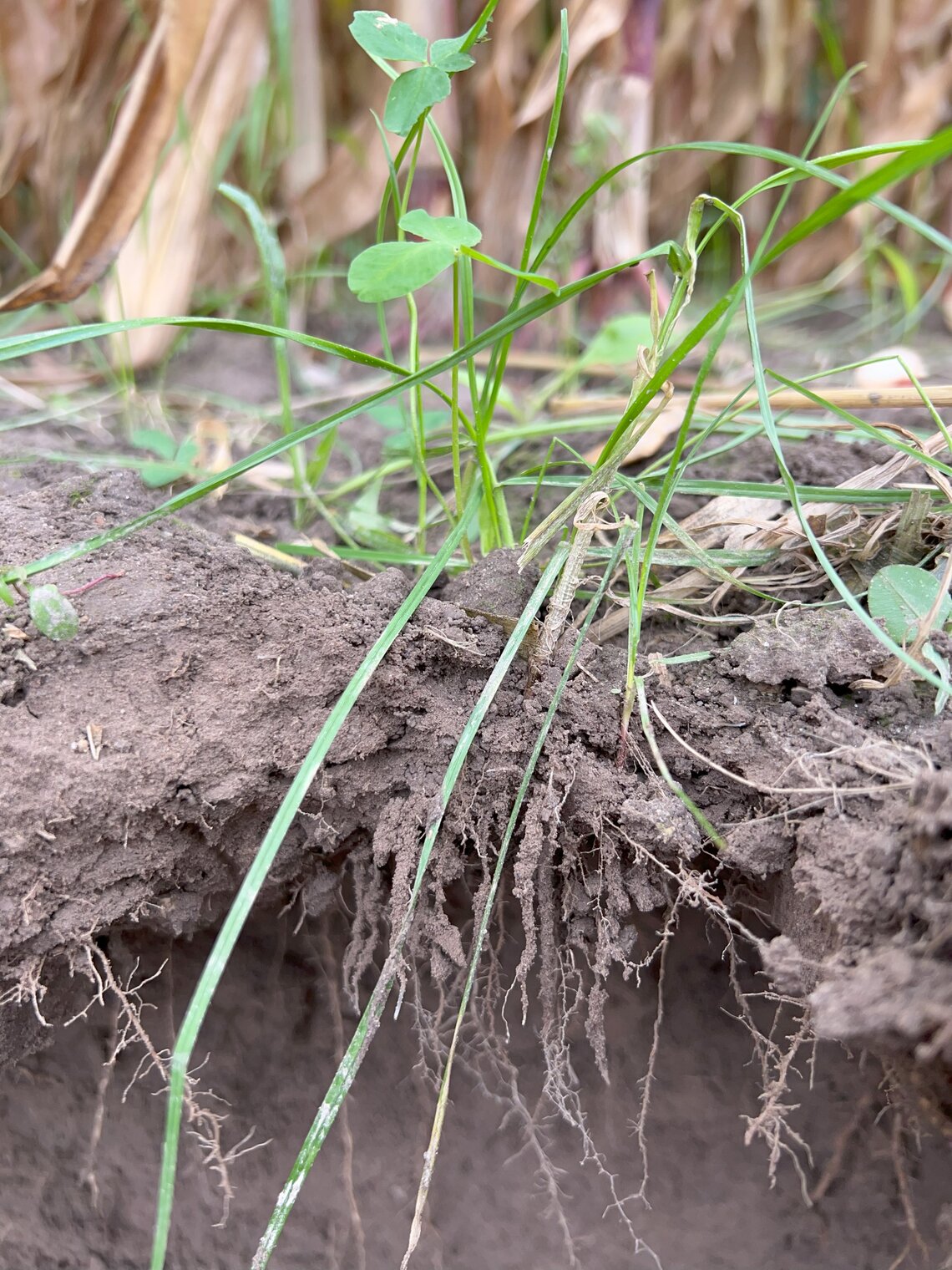 TerraLife® - SoilProtect-1