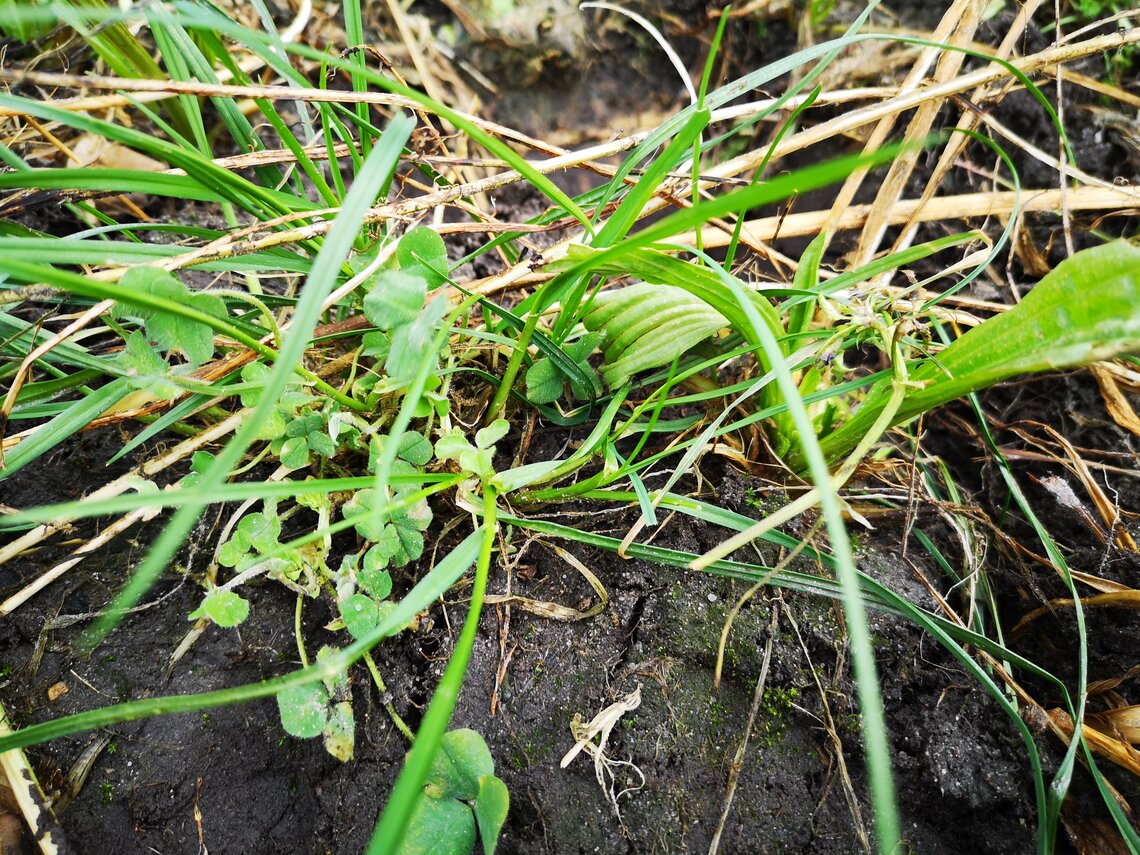 TerraLife® - SoilProtect-2