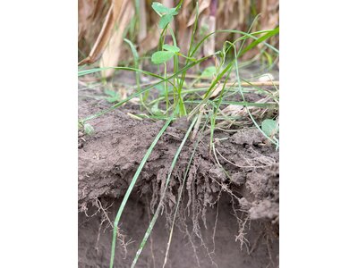 TerraLife® - SoilProtect-1