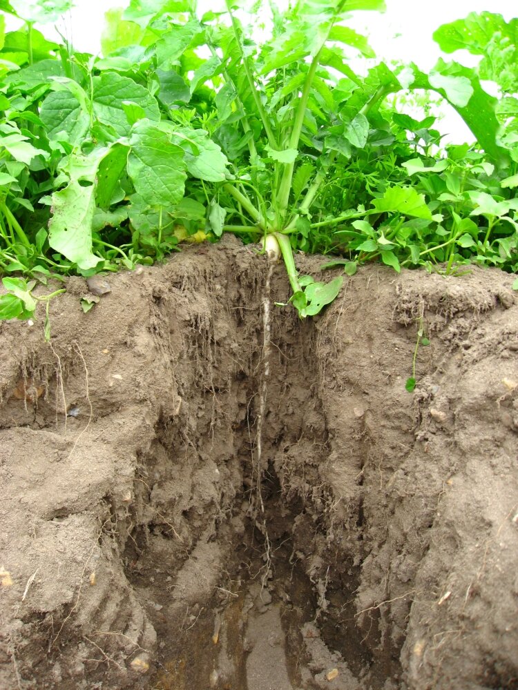 TerraLife® - SolaRigol R-1