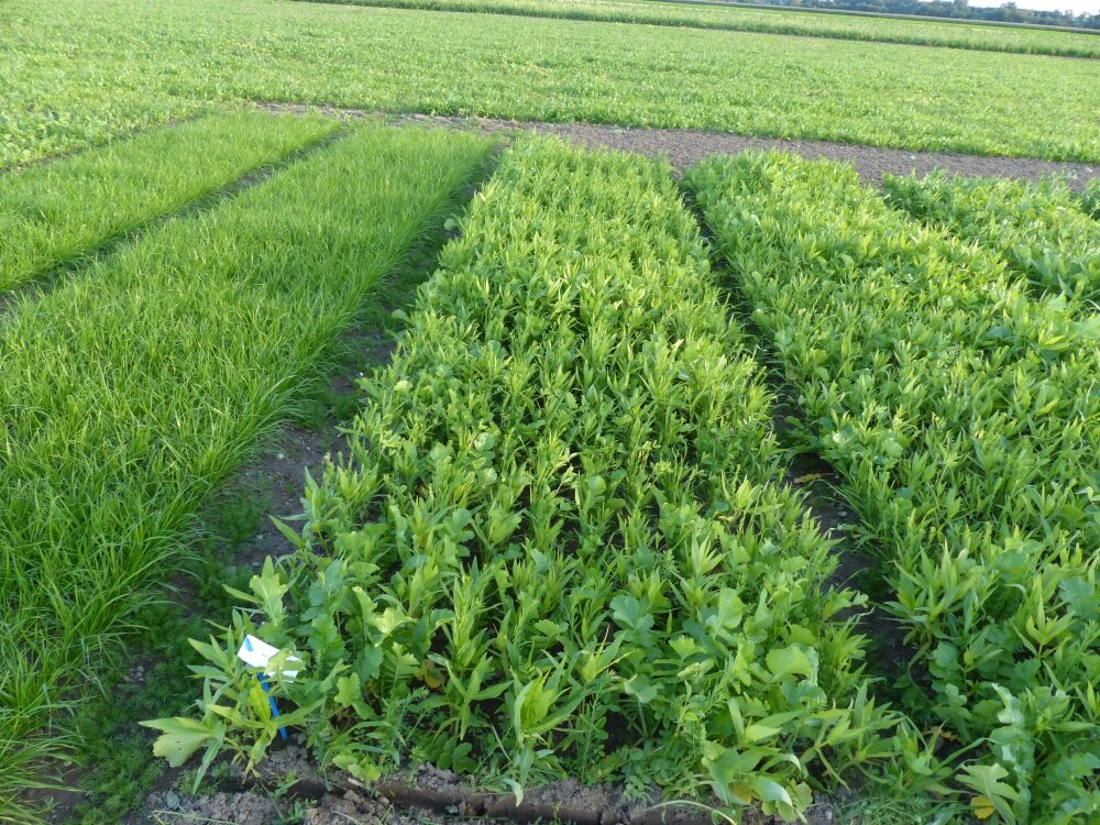 TerraLife® - SolaRigol R-2