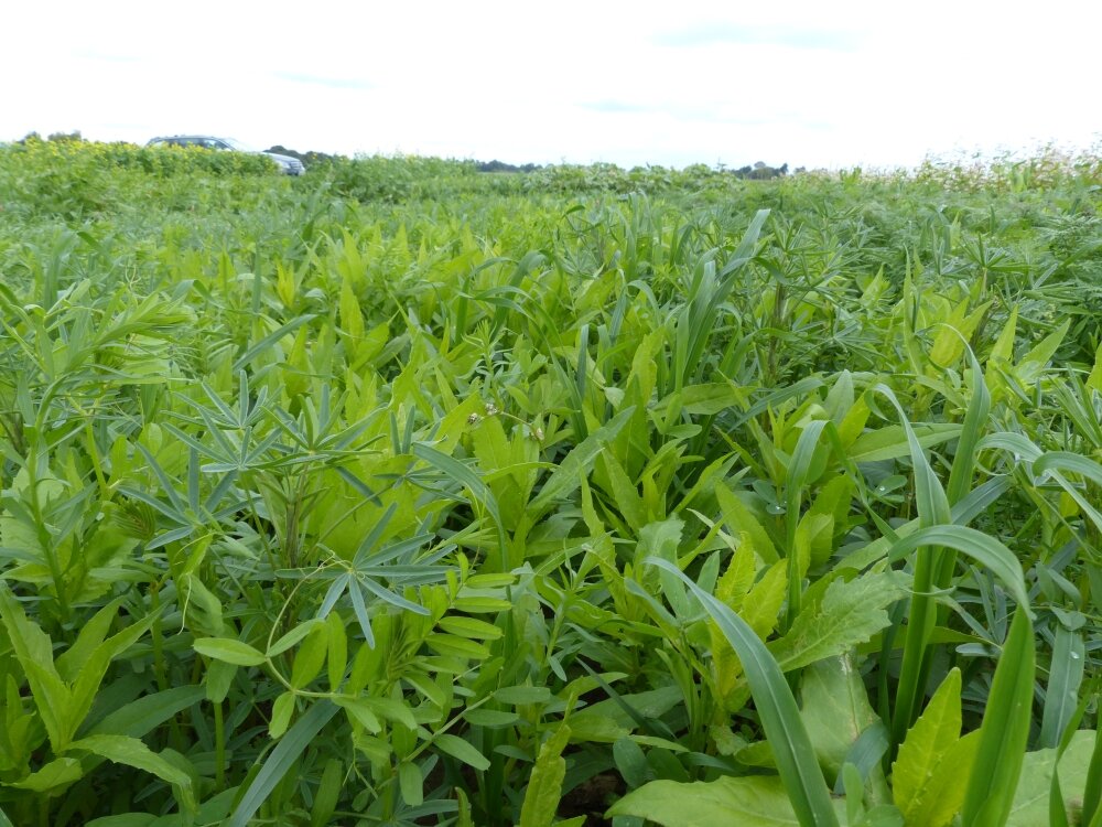 TerraLife® - SolaRigol-2