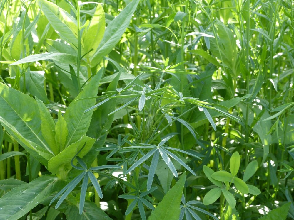 TerraLife® - SolaRigol-4