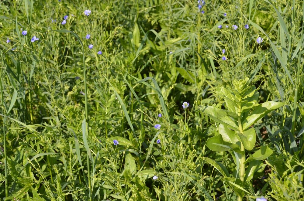 TerraLife® - SolaRigol-5