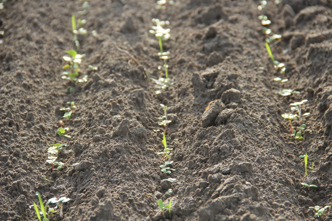 TerraLife® - VitaMaxx TR-4