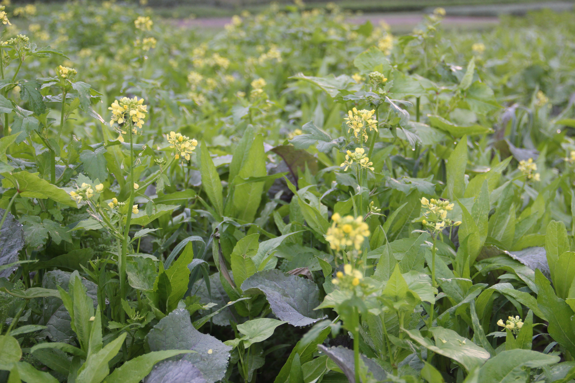 TerraLife® - VitaMaxx TR-8