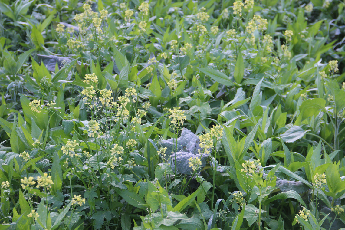 TerraLife® - VitaMaxx TR-9