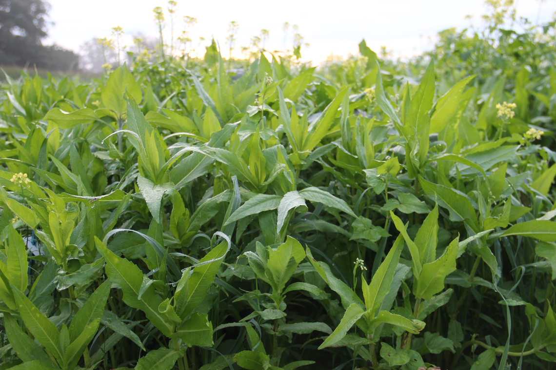 TerraLife® - VitaMaxx TR-7