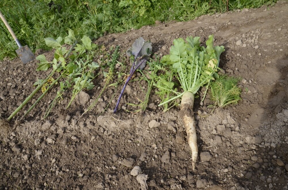 TerraLife® - VitaMaxx TR-3