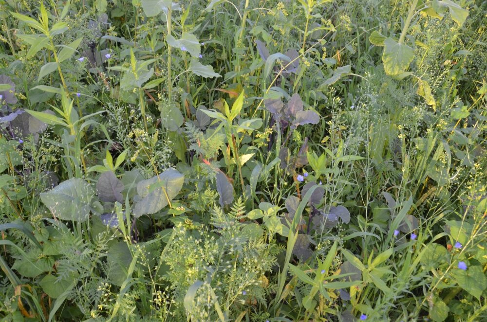 TerraLife® - VitaMaxx TR-1