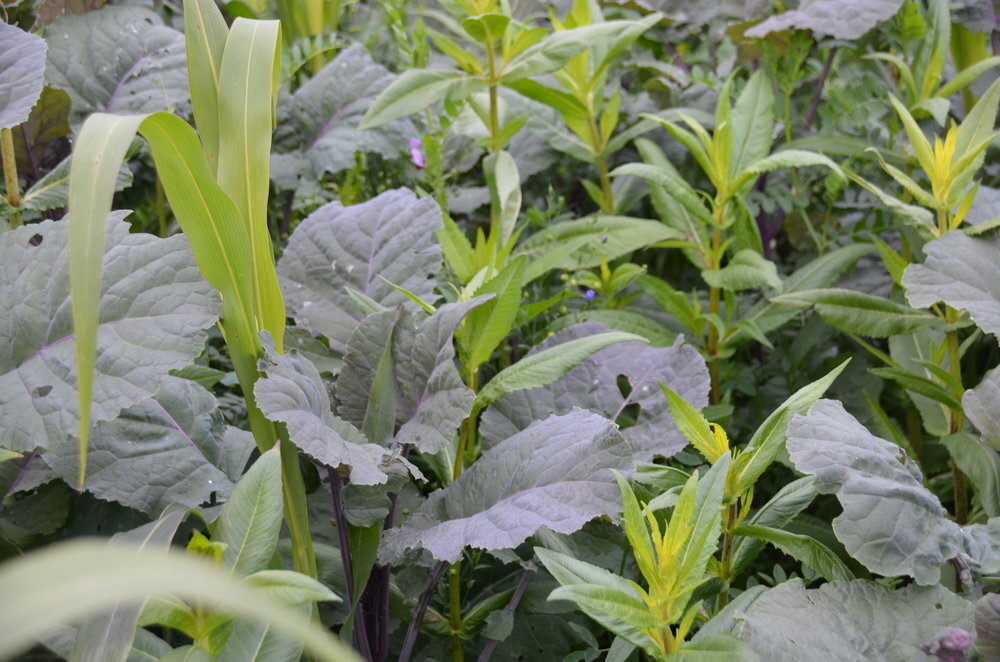 TerraLife® - WarmSeason-3