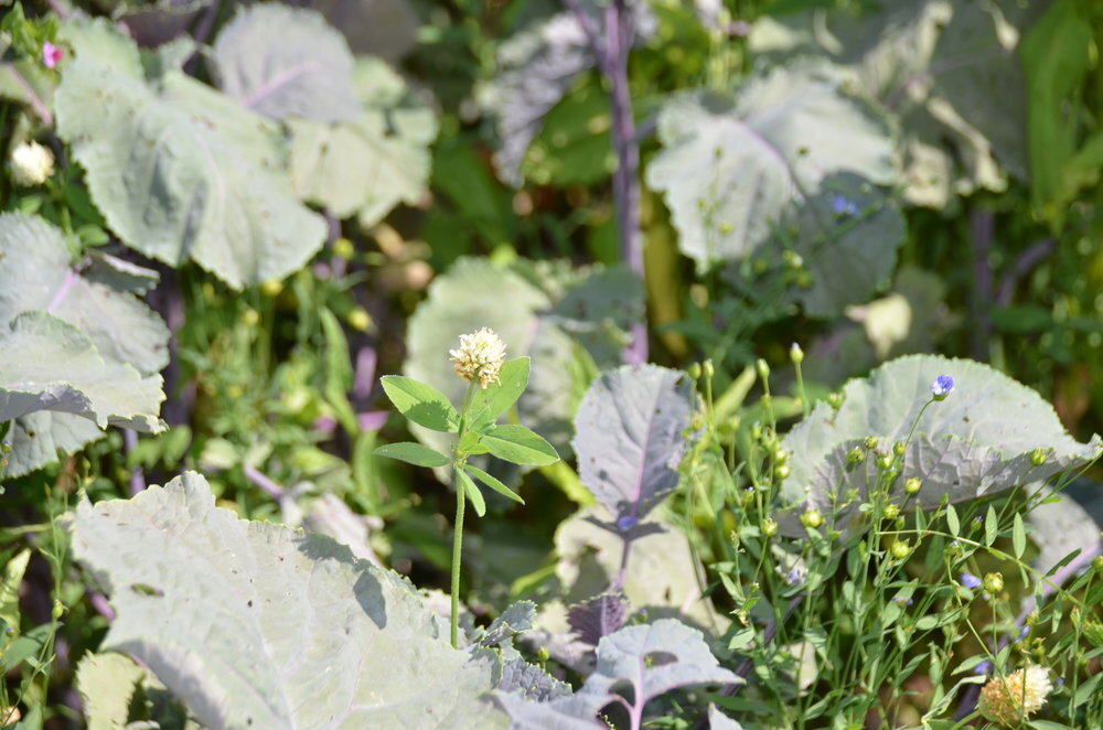 TerraLife® - WarmSeason-4