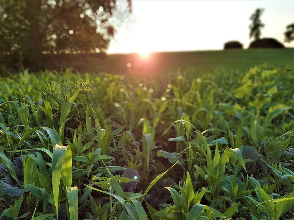 TerraLife® - WarmSeason-5