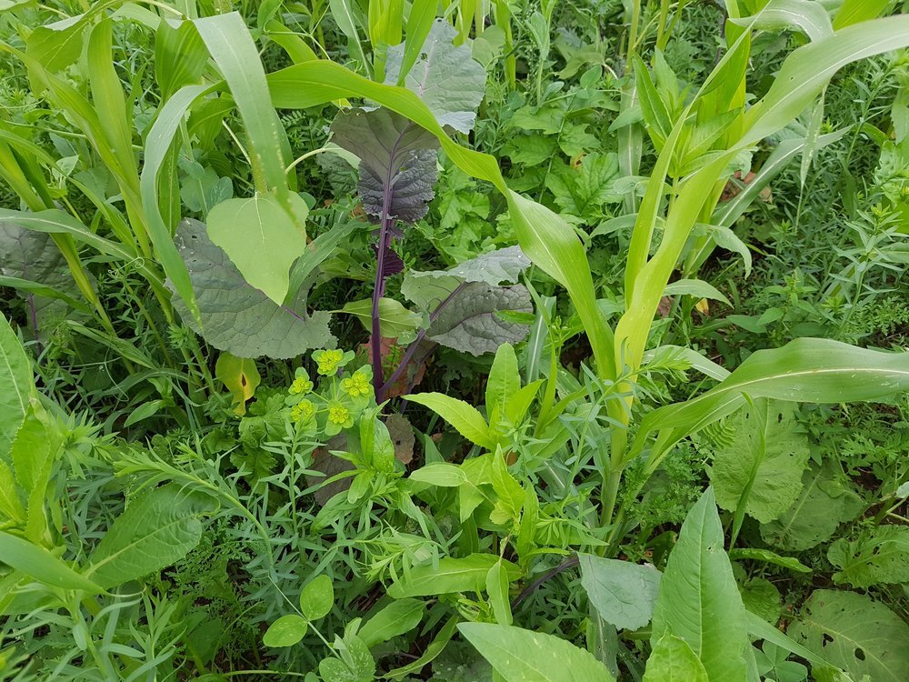 TerraLife® - WarmSeason-6