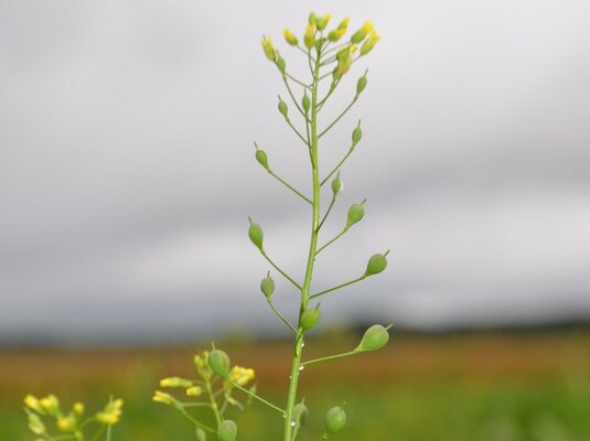Leindotter mit gelben Blüten und schmalen grünen Blättern