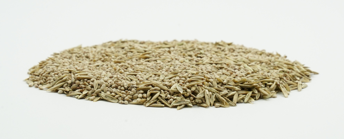 COUNTRY Feldgras 2480 Organic-2