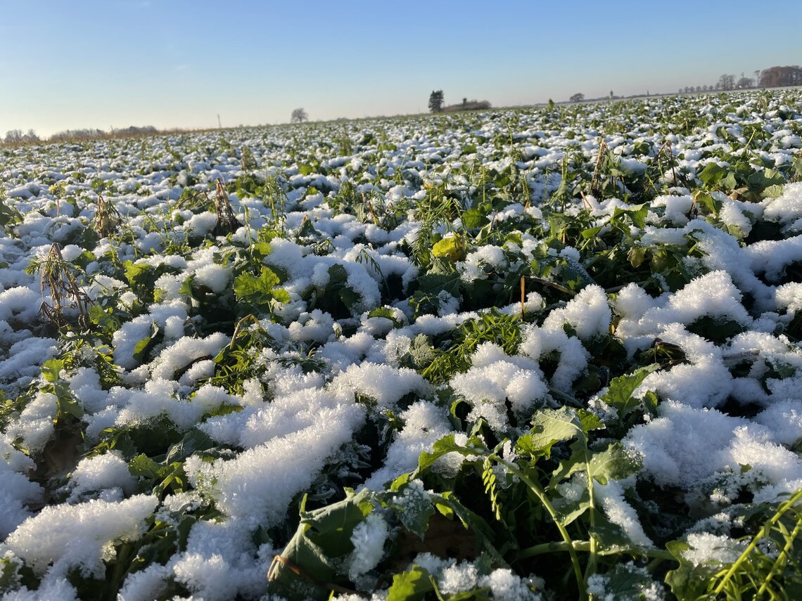 TerraLife® - BrassicaPro-3