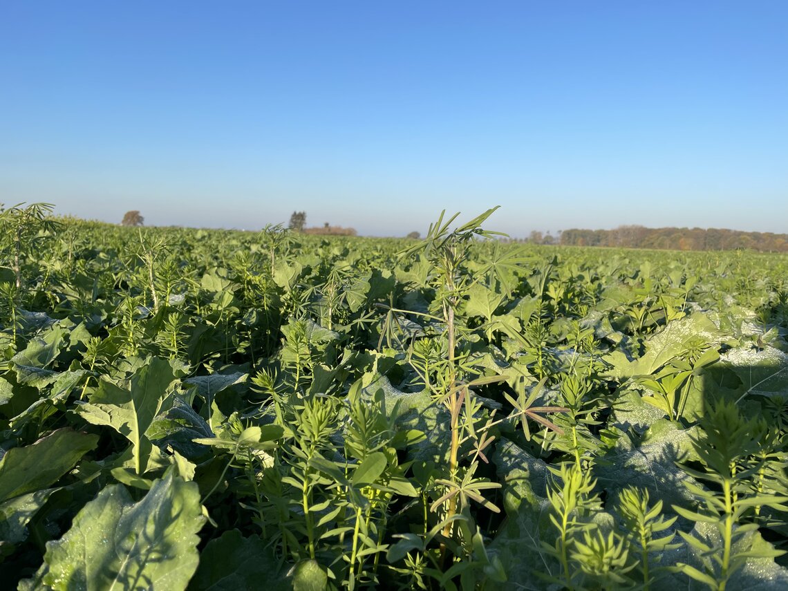 TerraLife® - BrassicaPro-5