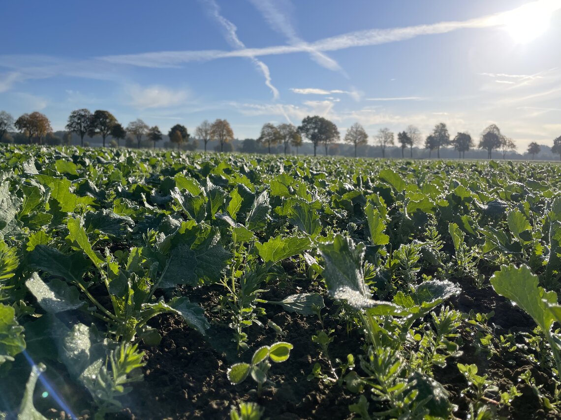 TerraLife® - BrassicaPro-8