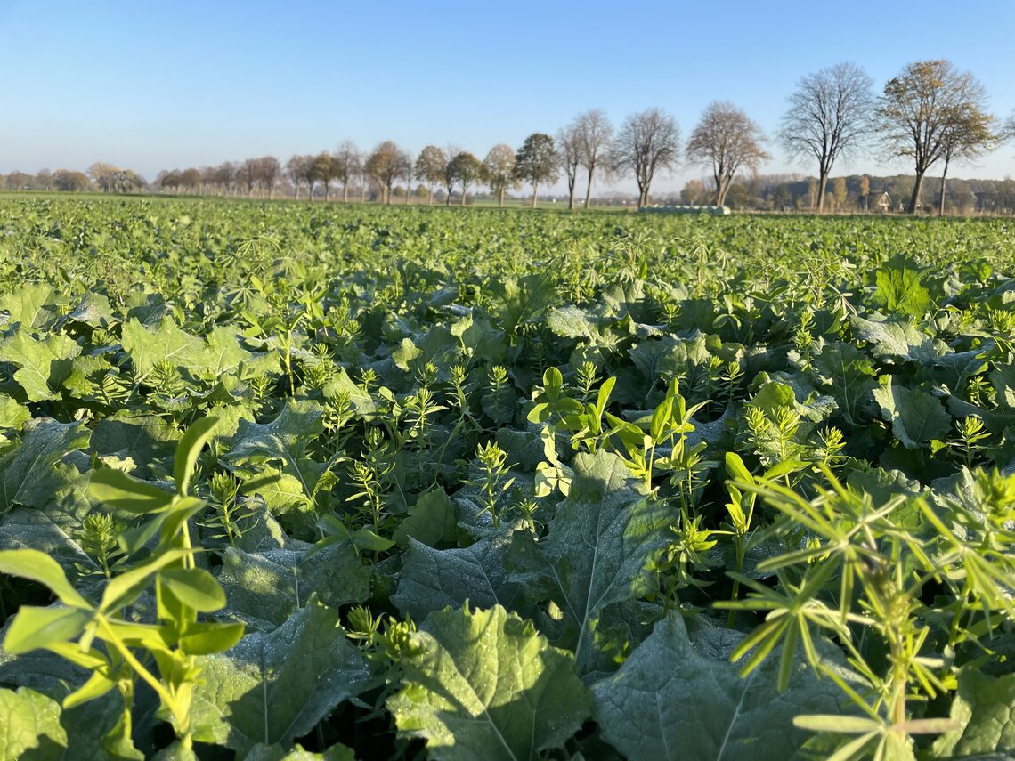 TerraLife® - BrassicaPro-4